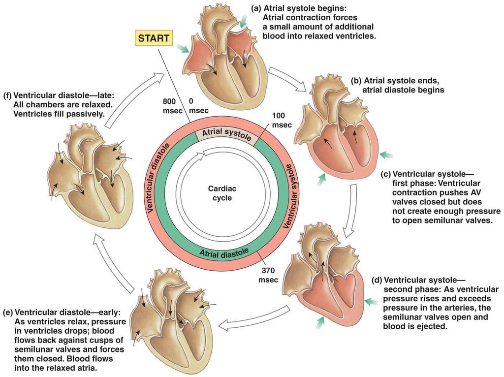 A cardiac cycle consists of the events occurring during one heartbeat. At a normal heart rate of 70-76 beats/min, a cardiac cycle lasts 0.8 seconds.