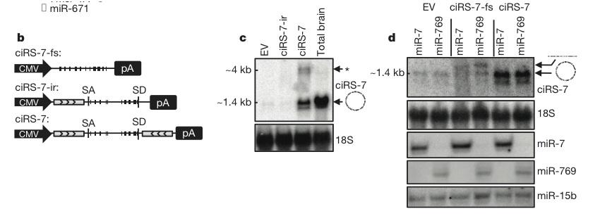 cirs-7 is resistant to mir-7 line linear linear/ circular circular cells transfected with vectors expressing mirnas and cirs-7 vectors mir-7 does