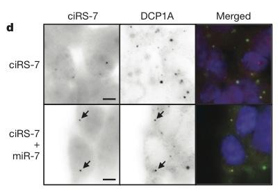 cirs-7 mir-7 is associated with the mirna machinery RNAimmunoprecipitation Using anti-ago2 and RT-PCR for cirs-7 AGO2 is required for targeting of RNAs by mirna and slicing cirs-7 localize to