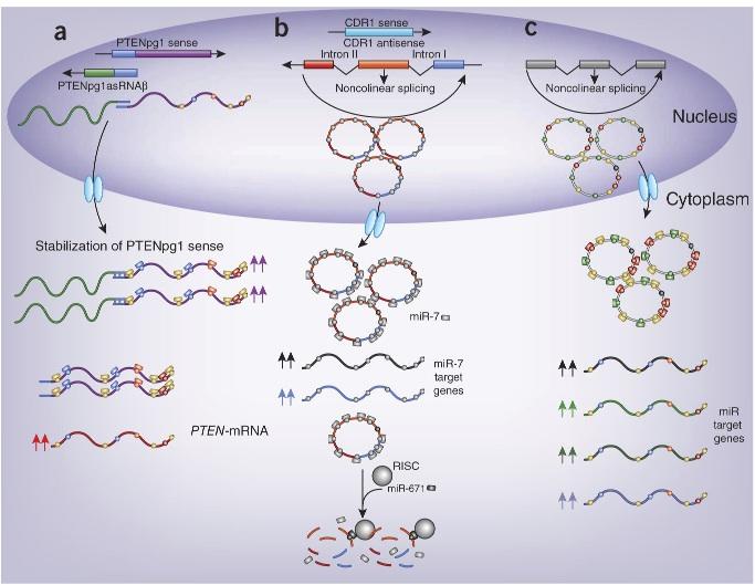 Circular RNAs are efficient mirna sponges Because circular RNA sponges are characterized by high expression levels,