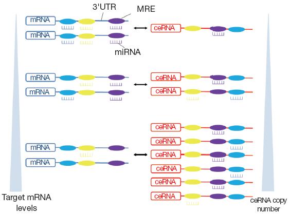 ARE POTENT BECAUSE THEY SHARE MORE THEN 1 mirna TARGET SITE WITH A CORRESPONDING mrna