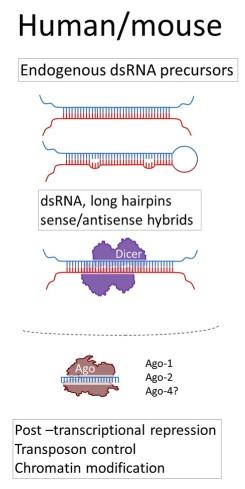Generation of endo-sirnas A source for anti-sense transcripts: - Antisense pseudogenes - Transcribed inverted repeats - NATs: naturally ocurring antisense transcripts - Frequently also antisense