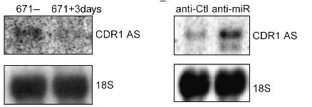 The discovery of a circular RNAs Ectopic mir-671 decreases CDR1 as