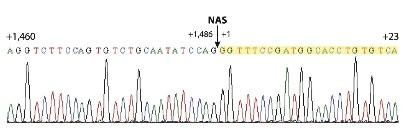 The discovery of a circular RNAs 10RW 4RW Splice
