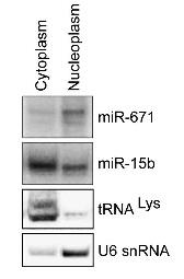 Circ-AS-CDR1 RNA stabilizes sense CDR1 RNA mir-671 overexpression during 40 day Reduces CDR1