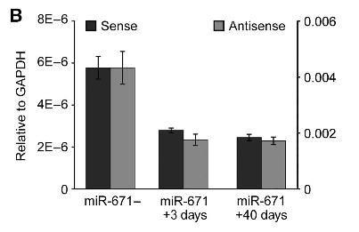 overexpression reduces CDR1 but also CDR1 AS expression (AS transcript is the predominant