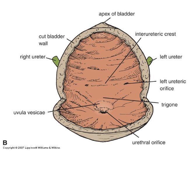 Urinary Bladder: Internal Structure Mucus membrane folds Disappear on distention Trigone is the mucus membrane of the bladder base Always smooth flat area Bordered by 2 ureteral openings (above) &