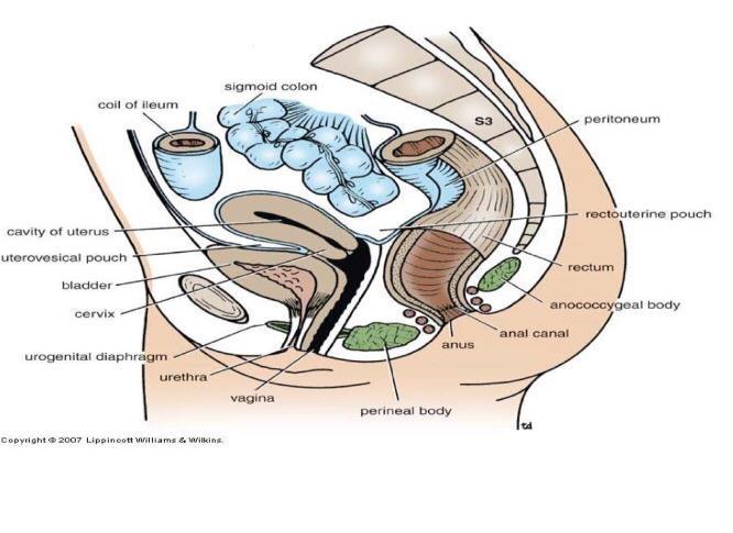 Urinary Bladder Relations in Female Anteriorly abdominal wall, retropubicpad of fat & pubic symphysis Laterally obturator internus& levatoranai mm.