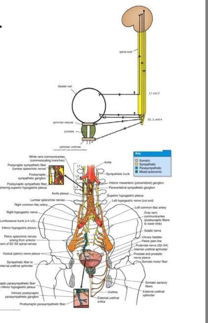 degree of urinary incontinence, which is the involuntary loss of urine. Because vagine causes pressure on the bladder.