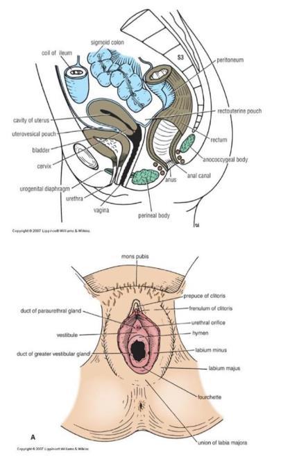 Female Urethra Length of 1.5 in.