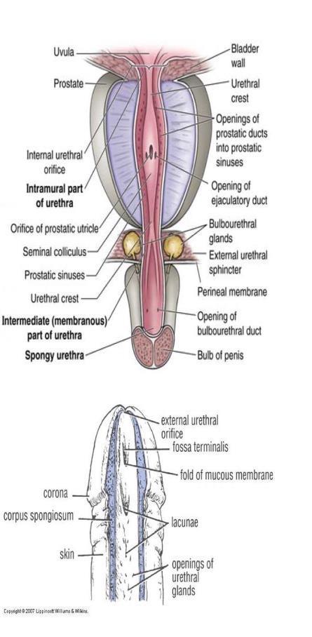 posterior to clitoris & anterior to vaginal opening On sides has openings of the paraurethralglands ( skene's glands) Male Urethra Length 8 in.