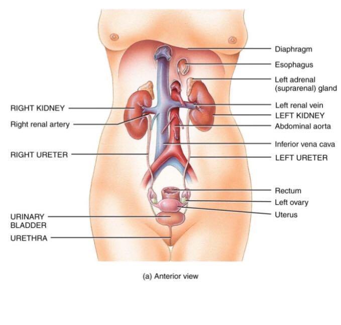 Kidneys, ureters, urinary bladder & urethra Urine flows from each kidney, down its ureter to the bladder and to the outside via the urethra Filter the blood and return most of water and solutes to