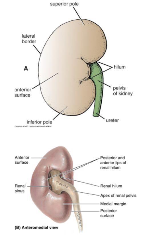 External Anatomy of Kidney Superior & inferior poles Lower pole of R.