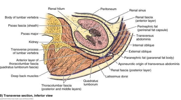 Lateral border Medial border 3 fingers from midline Hilum Anterior and posterior libs Content - Renal v. renal aa. ureter renal a.
