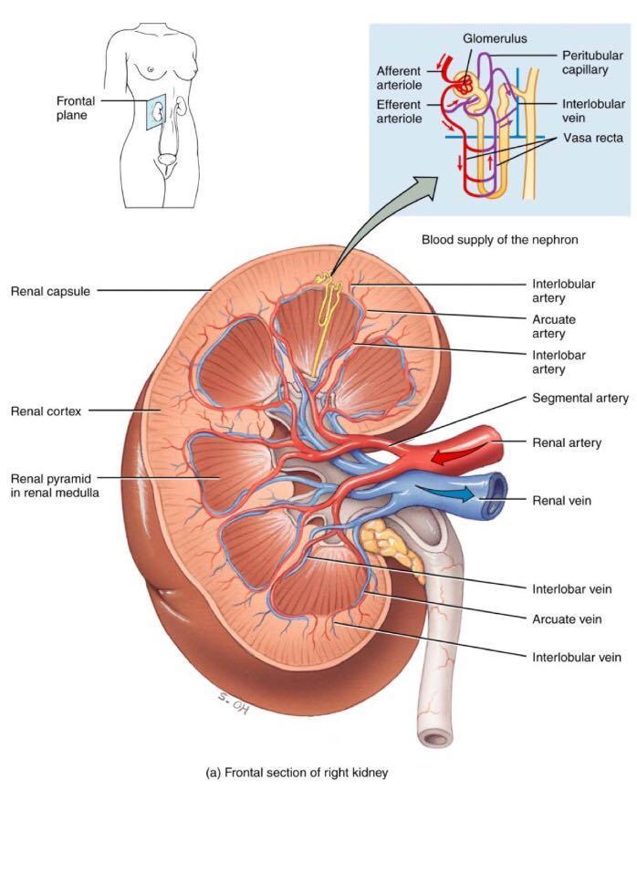 IVC Anterior to renal arteries The right renal vein is shoter than left because IVC runs along right side of vertebrae column Lymph drainage Lateral