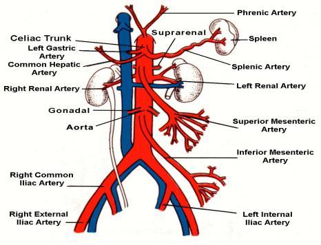 the abdominal aorta and posterior to the superior mesenteric artery and can be compressed by an aneurysm in either of these two vessels.
