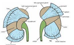 - Medially : the descending part of the duodenum - The inferior pole of kidney, on its lateral side is directly associated with the right colic flexure and on its medial side is covered by a segment
