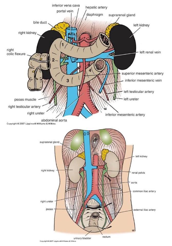 Ureters: Relations Anteriorly Viscera, BVs ( gonadal vessels : testicular or ovarian