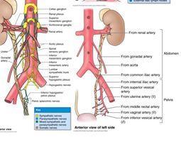 All arteries reaching the ureters divede into ascending and descending branches which