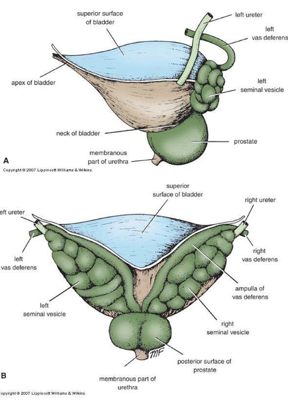 anteriorly Behind the upper part of pubic symphysis and Connected to umbillcus by median umbilical lig ) Base (posterior surface) triangular in shape Superolateralangles Ureteral openings Inferior