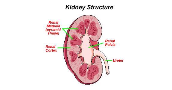 KIDNEYS DIVIDED INTO 3 MAIN SECTIONS:
