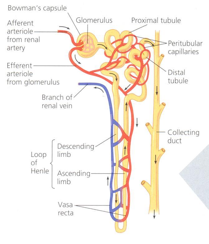 NEPHRONS CONSISTS OF: -GLOMERULUS -BOWMAN S CAPSULE -PROXIMAL CONVOLUTED TUBULE -DISTAL CONVOLUTED
