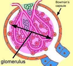 GLOMERULUS A CLUSTER OF CAPILLARIES FILTERS FROM THE BLOOD: WATER, SALT, SUGAR, METABOLIC PRODUCTS