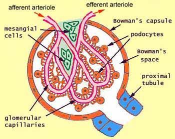 BOWMAN S CAPSULE C-SHAPED STRUCTURE SURROUNDS GLOMERULUS IS THE START OF
