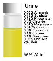 URINE MADE UP OF OF A CONCENTRATED LIQUID OR UREA, URIC ACID, CREATININE, MINERAL SALTS, PIGMENTS AND