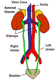 URETERS TWO MUSCULAR TUBES 10-12 INCHES LONG EXTENDS