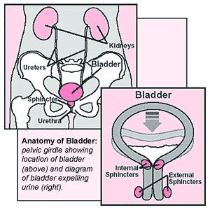BLADDER MUSCLES Internal urinary sphincter - involuntary control Micturition -