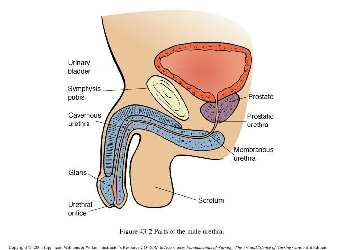 MALE URETHRA -MALES: ABOUT 8 LONG AND S-SHAPED -PASSES THROUGH