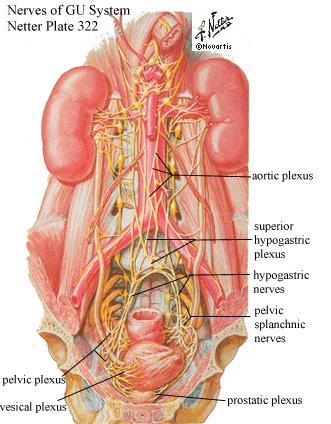 Anatomy Nerves Sympathetics(T11-L2) = Store From aortic and superior hypogastric plexis hypogastric nerves pelvic plexus cause detrusor relaxation and bladder neck
