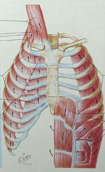 the thoracic VC