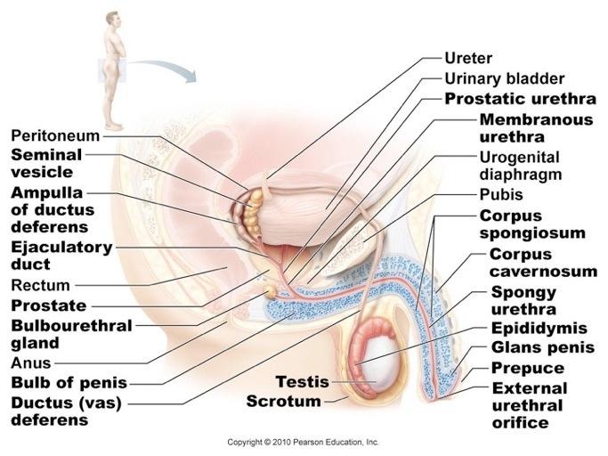 Chapter 27 Male & Female Reproductive Systems 59 slides 1 Male Reproductive Anatomy The sperm-producing testes or male gonads lie within the scrotum.