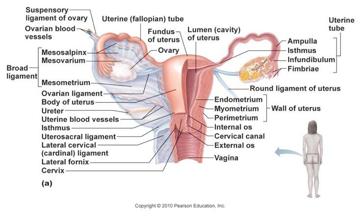 this has to be surgically corrected. 37 Vagina is a thin-walled tube about 3 to 4 inches long. has the bladder anterior to it and the rectum posterior to it.