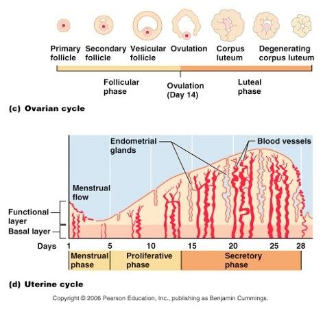 49 Days 1 to 5 are the Menstrual Phase where the uterus sheds all but the deepest parts of the endometrium. Days 6 to 14 is the proliferative phase where the endometrium rebuilds itself.