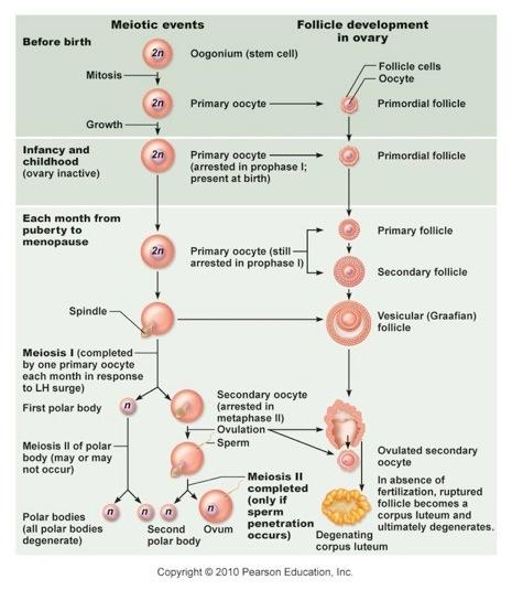 Meiotic Events & Follicle Development in the Ovary 52 Meiotic Events & Follicle