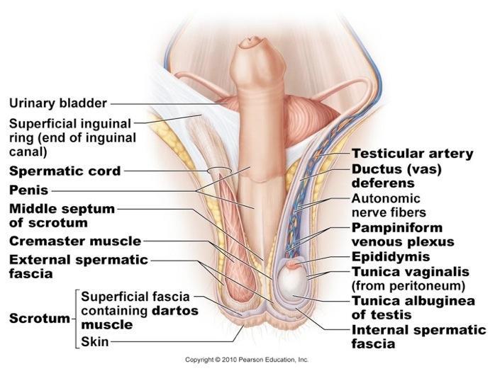 Male Reproductive Anatomy 4 The Scrotum is a sac of skin and superficial fascia that hands outside the abdominopelvic cavity at the root of the penis. contains two oval-shaped testes.