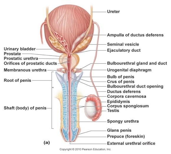 Male Reproductive Structures 19 Male Reproductive Structures 20 The Seminal Vesicles lie on the