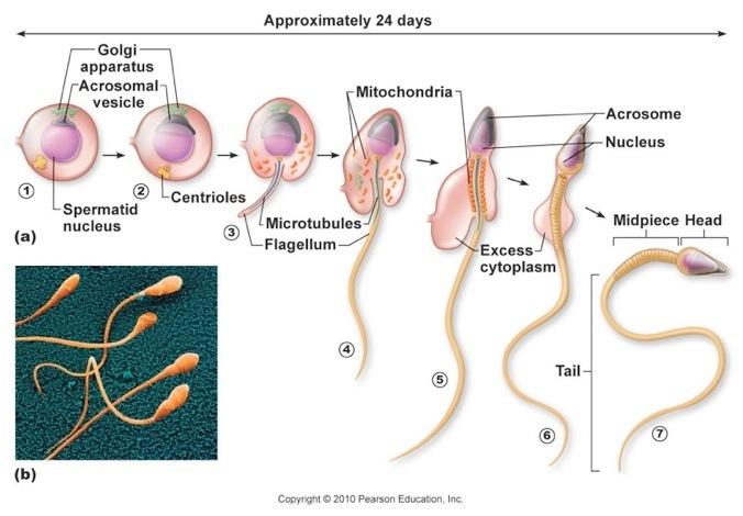 Spermiogenesis: Spermatids to Sperm 25 Semen contents: sperm bulbourethral gland secretions seminal vesicle secretions prostatic secretions prostaglandins to decrease viscosity of the mucus on the