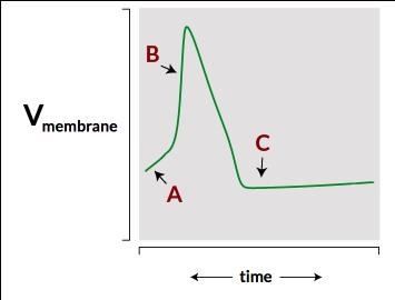 Question 12 Fill in the blanks: Label the phases of the action potential " action potential diagram A: [ resting phase stimulation/initiation saltatory phase rising phase refractory period ]