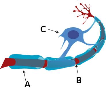 Question 32 Fill in the blanks: Label the parts of this axon: " axon diagram A: [ node of Ranvier glia (supporting cell) myelin sheath betz cell axon hillock axonal bouton ] B: [ node of