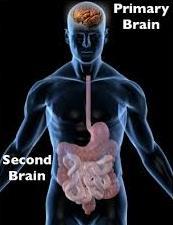 Our Emotions are Largely Governed by the State of Our Intestinal System The second brain (enteric nervous system) has more neurons than either the brain or spinal cord.