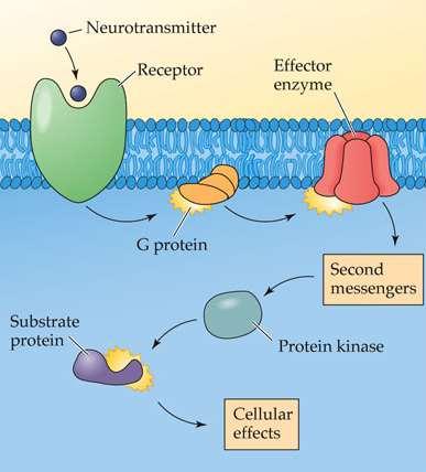 Second messengers: Activate Protein Kinases Can work by affecting: NT production, no.