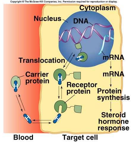Hormones That Bind to Nuclear Receptor Proteins Lipophilic steroid and thyroid hormones are attached to plasma carrier proteins.