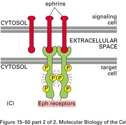 C. Enzyme-linked receptors, cont.: 1.