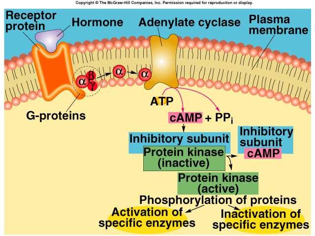 Adenylate Cyclase-cAMP (continued) Phosphorylates enzymes within the cell to produce hormone s effects.