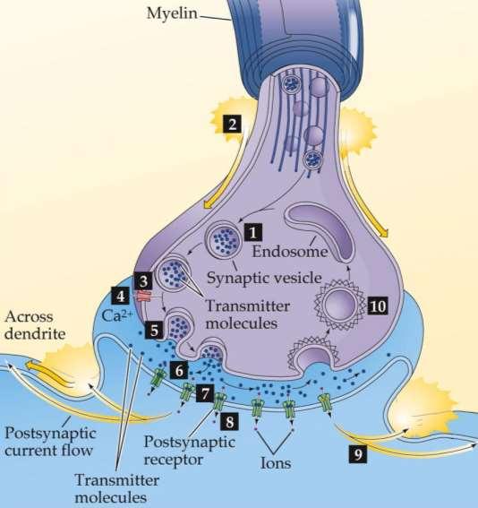 Neurotransmitter Release: exocytosis and endocytosis 1. Transmitter synthesized and stored 2. Action Potential 3. Depolarization: open voltage-gated Ca 2+ channels 4. Ca 2+ enter cell 5.