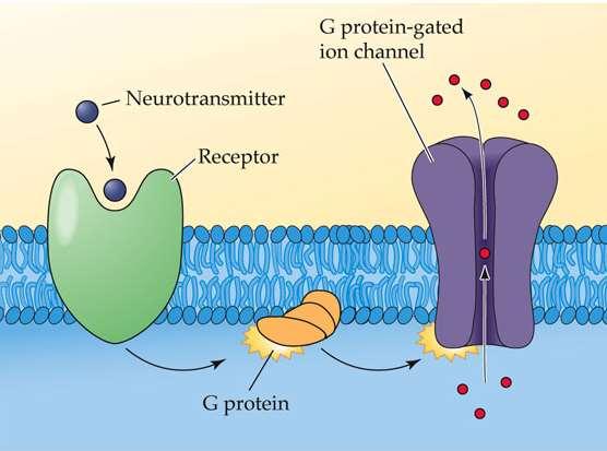 Metabotropic Receptors Work by activating other proteins called G proteins 1. Each is made of several transmembrane regions 2.